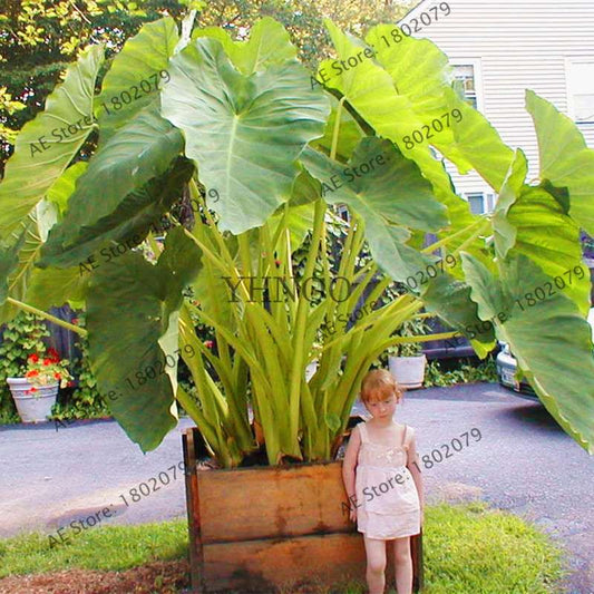 Taro Seeds - Nutrient-Rich, Easy to Grow for Delicious Home-Grown Vegetables