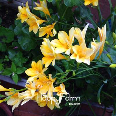 Premium Purple Freesia Seeds - Vibrant Orchid-Like Blooms for Home Garden