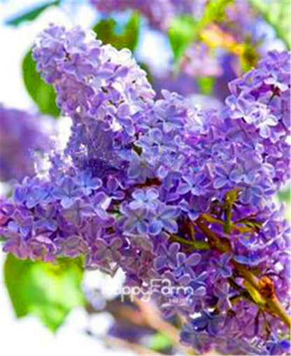 Japanese Bonsai Lilac Flower Seeds - DIY Home Garden Planting Kit for Indoor/Outdoor