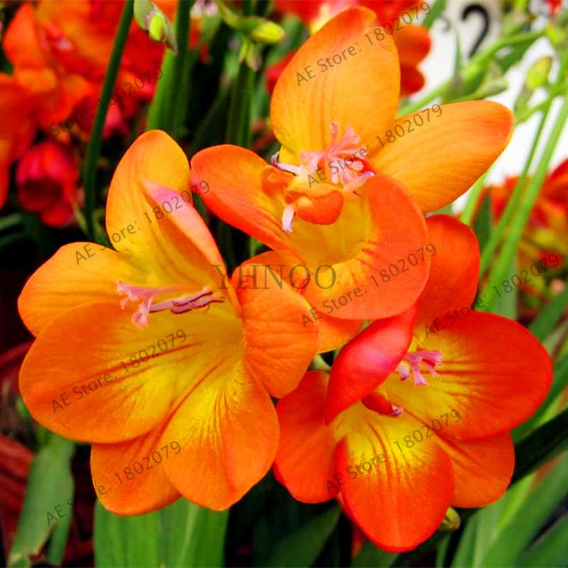 Freesia Seeds - Colorful Fragrant Flowers for Home Garden Planting