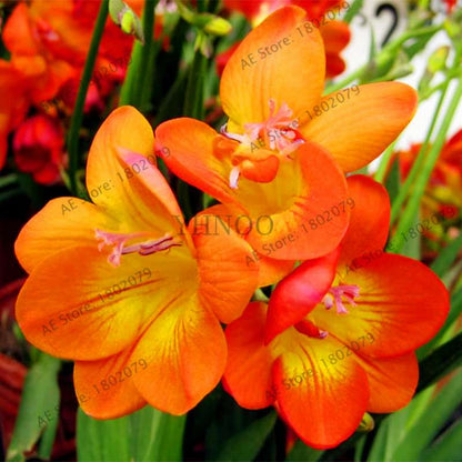 Freesia Seeds - Colorful Fragrant Flowers for Home Garden Planting