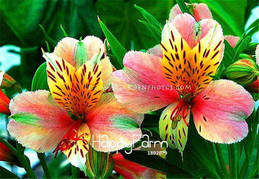 Peruvian Lily Seeds - Easy to Grow Potted Flowers for Home & Garden Planting