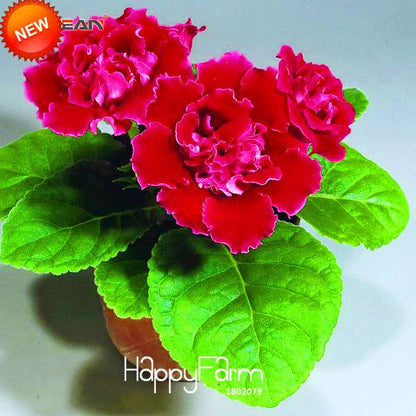 Red Gloxinia Seeds - Perennial Sinningia Speciosa for Bonsai, Balcony & Home Garden - Easy-Grow Flowers
