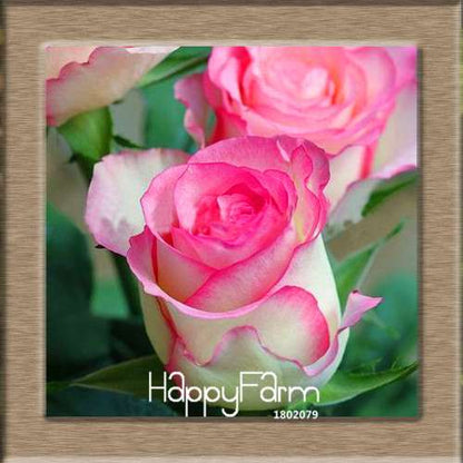Premium White Black Edge Rose Seeds - for Home Garden & Balcony Planting | Rare Potted Rose Flowers