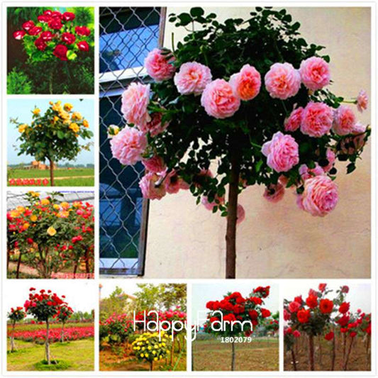 Rare Rosa Chinensis Seeds - Fresh Dendroidal Rose Tree Seeds for Planting, Exotic Flower Garden