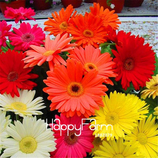 Gerbera Daisy Hybrid Seeds - Easy to Grow, Vibrant Mix for Home Garden & Bonsai