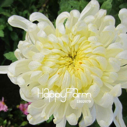 Fragrant Chrysanthemum Seeds - Colorful Bonsai Flower Seeds for Home Garden Planting