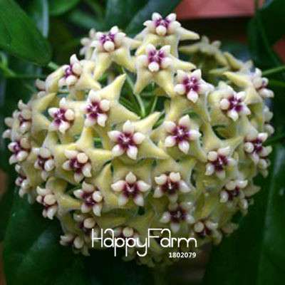 Rare Hoya Carnosa Orchid Seeds - Home Bonsai Flower Seeds for Planting