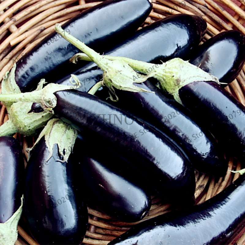 Organic Black Long Eggplant Seeds - Non-GMO, for Home Garden Planting | Heirloom Vegetable
