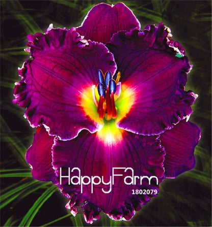 Hybrid Daylily Seeds - Colorful Hemerocallis Lily for Home Garden & Bonsai | Fast-Growing Flower Seeds