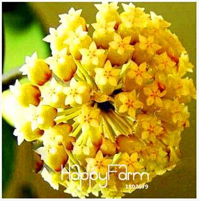 Buy Hoya Carnosa Seeds - for Home Garden, Potted Flower Seeds, Easy to Grow