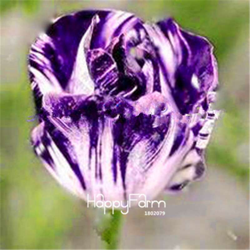 Dutch Tulip Flower Seeds - Potted Bonsai for Home & Garden Planting