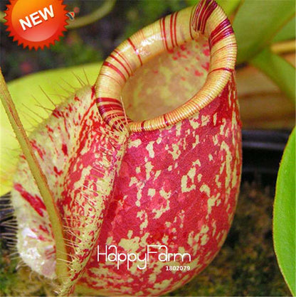 Carnivorous Nepenthes Seeds - Mosquito Eating Plant for Bonsai & Garden - Rare Insectivorous Variety