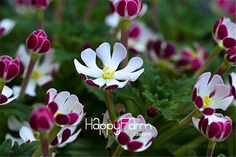 Night Blooming Phlox Seeds - Bonsai, Home Gardening, Flower Pots, Balcony Plants - Premium Quality