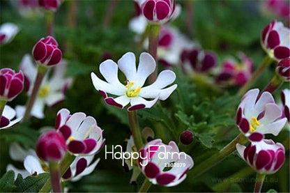 Night Blooming Phlox Seeds - Bonsai, Home Gardening, Flower Pots, Balcony Plants - Premium Quality