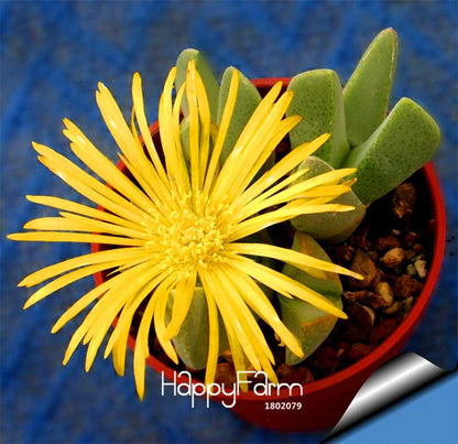 Celestial Cactus Seeds - Potted Succulent Plants for Home, Office & Anti-Radiation - Easy to Grow