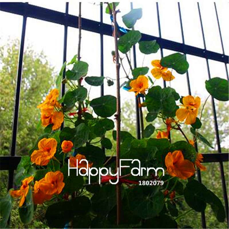 Rare Hanging Nasturtium Seeds - Vibrant Climbing Flowers for Garden & Containers