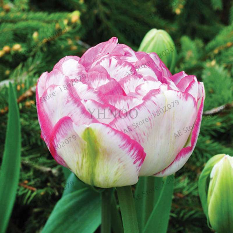 Purple & White Double Tulip Bulbs - Rare Bonsai Flowers for Home Garden, Perennial Blooming Plants