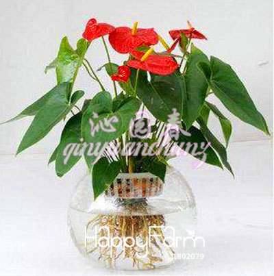 Anthurium & Rubber Tree Seeds - Air Purifying Plants, Formaldehyde Cleaner, Fresh Indoor Gardening