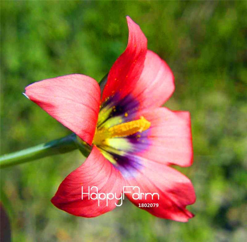 Romulea Flower Seeds - Rare, Fresh & Beautiful for Home Garden Planting