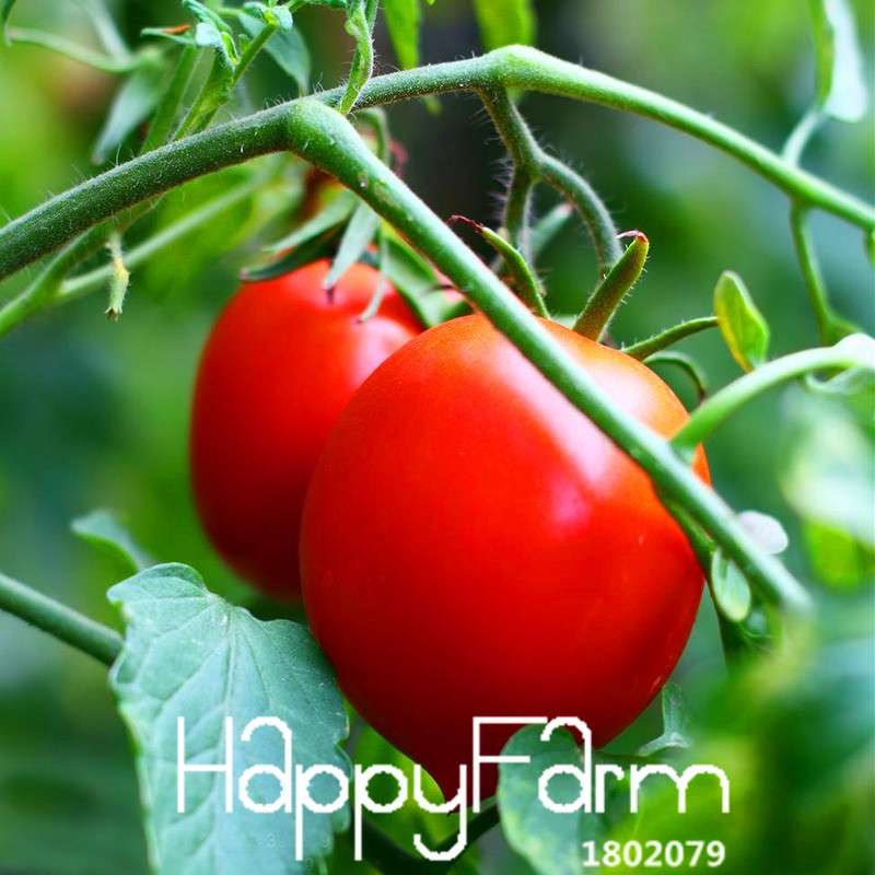 Tomato Seeds for Balcony - Grow Juicy Potted Bonsai Fruits & Vegetables at Home