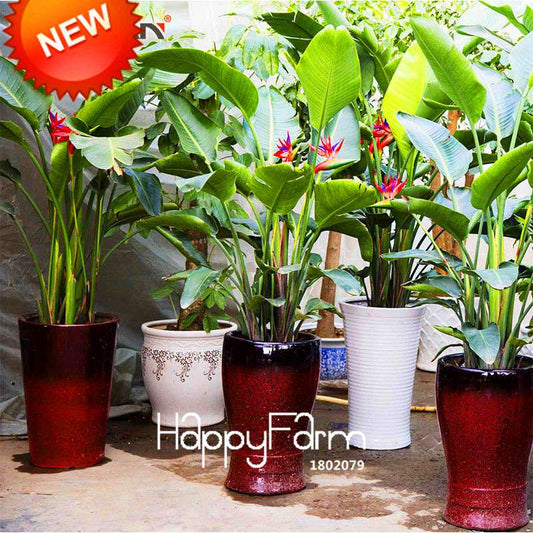 Bird of Paradise Seeds (Strelitzia) - | Exotic Perennial Flower Seeds for Garden