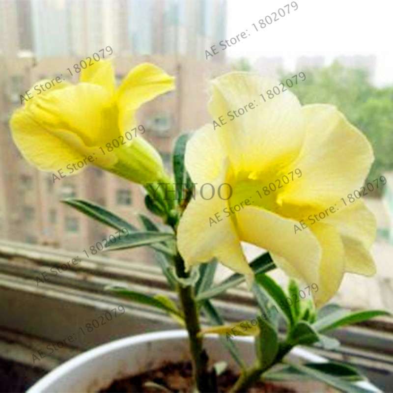 Mixed Color Desert Rose Seeds - Easy to Grow Bonsai Flower for Home Garden Planting
