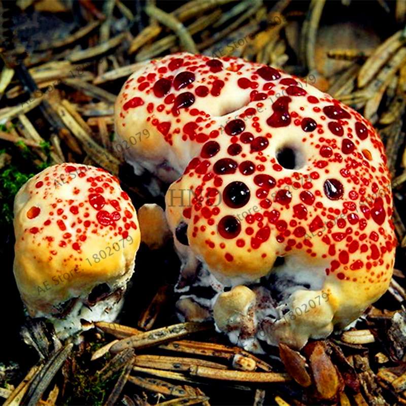 Edible Mushroom Seeds for Planting - Organic Healthy Succulent Vegetable Seeds for Happy Farm & Home Garden