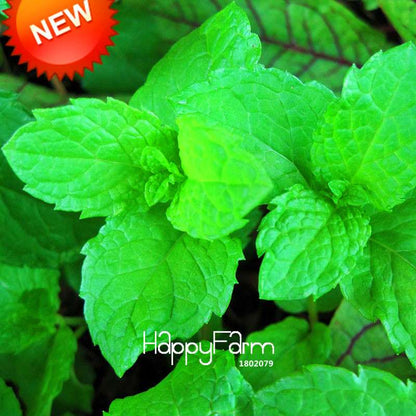 Fragrant Mint Seeds for DIY Home Garden - Balcony Potted Herb, Aromatic Plant & Perfume
