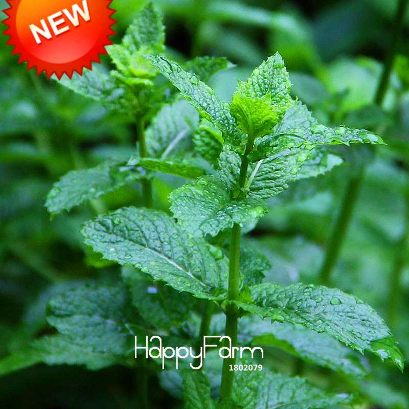 Lemon Mint Seeds - Mentha Citrata Herbal Plant for Garden, Tea & Cooking - Non-GMO, USA Shipping