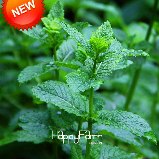 Lemon Mint Seeds - Mentha Citrata Herbal Plant for Garden, Tea & Cooking - Non-GMO, USA Shipping