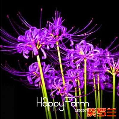 Lycoris Seeds for Planting - Perennial Garden Flowers, Easy-Grow Potted Plant Seeds for Home Gardening