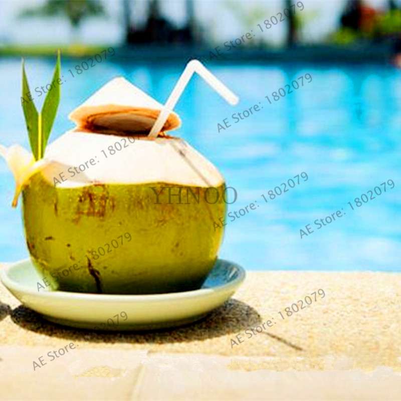 Coconut Tree Seeds - Tropical, Nutritious, Perennial Plants for Home & Garden DIY