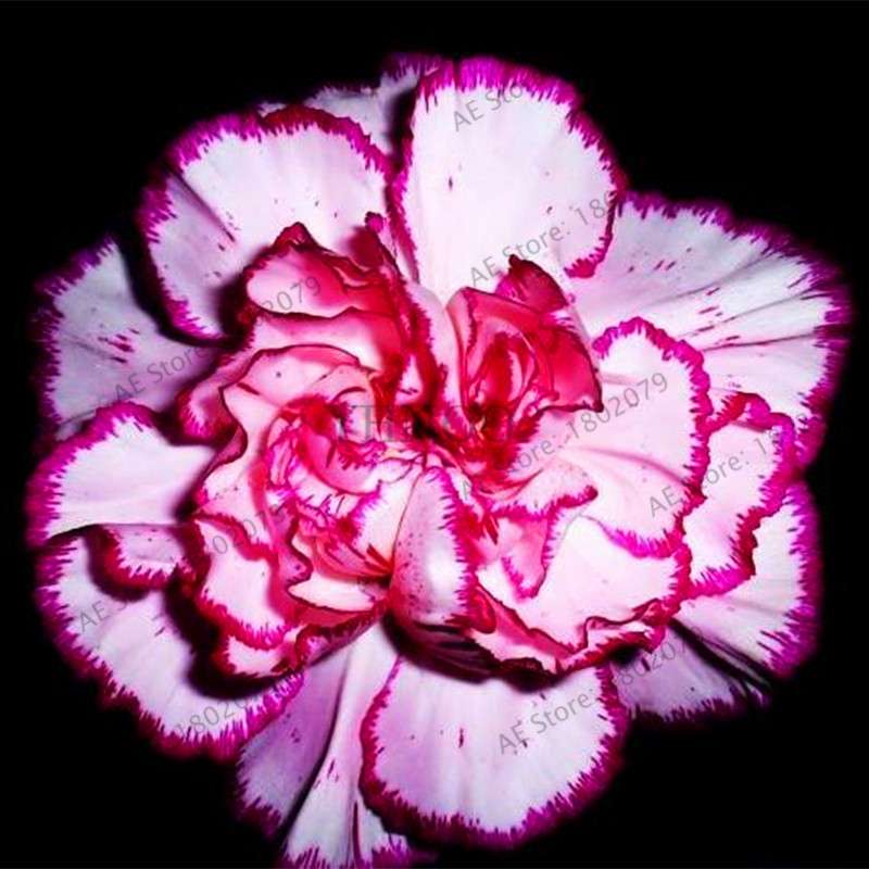Rare Carnation Seeds - Dianthus Caryophyllus, Potted Bonsai Flower Seeds for Mother's Day, Home Garden Planting