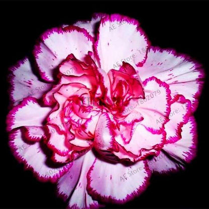 Rare Carnation Seeds - Dianthus Caryophyllus, Potted Bonsai Flower Seeds for Mother's Day, Home Garden Planting