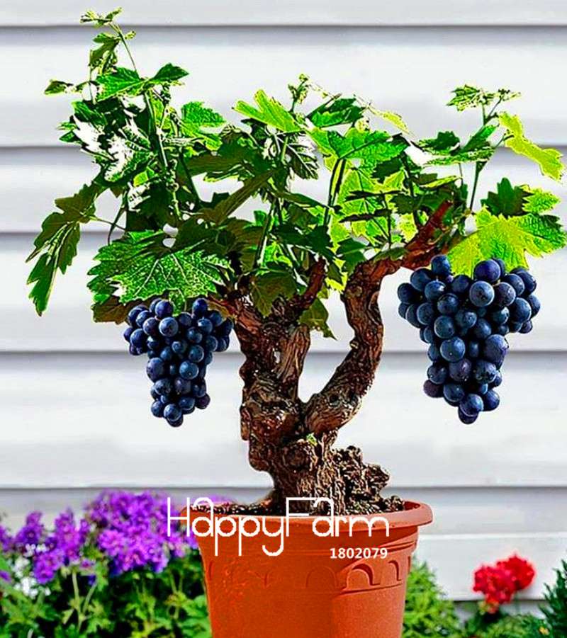 Miniature Grape Vine Seeds - Grow Syrah Vitis Vinifera Bonsai Fruit Plant Indoors | Patio Houseplant