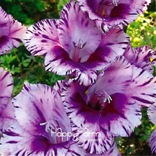 Rare Striped Gladiolus Seeds - Vibrant Garden & Terrace Flowers | Gladiolus Gandavensis Orchid Seeds