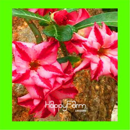 Desert Rose Seeds - Stunning Bonsai Flower for Garden, Balcony & Pots