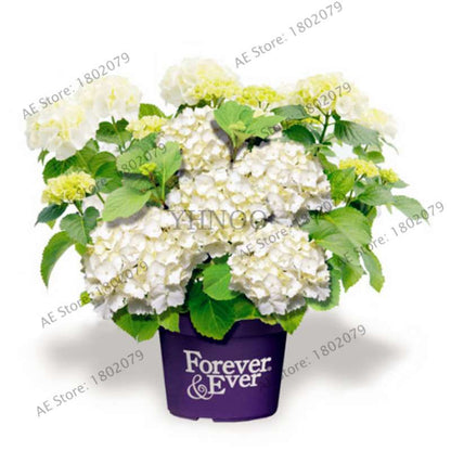Hydrangea Bonsai Seeds - Perennial Wedding Flowers for Home & Garden - Easy to Grow