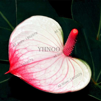 Anthurium Seeds - Colorful Bonsai Flower Seeds for Home Garden, Balcony DIY Planting (Andraeanum)