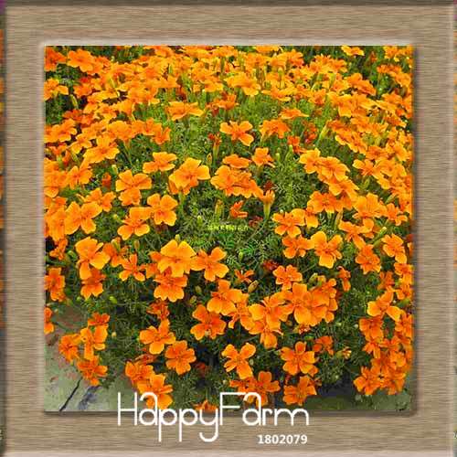 11 Varieties Maidenhair Herb & Marigold Flower Seeds - for Potted Garden