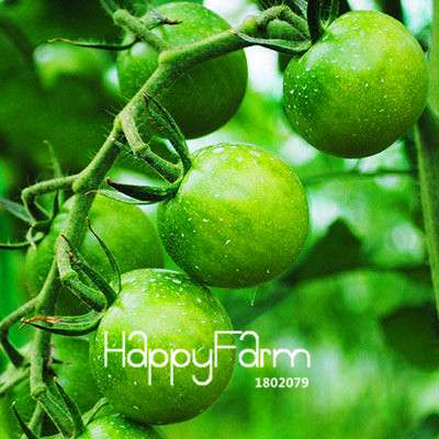 Organic Yellow Tomato Seeds for Planting - Sweet Home Garden Balcony, Non-GMO, Easy Grow