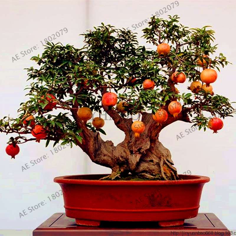 Mini Pomegranate Seeds - Japanese Dwarf Fruit Bonsai for Home Garden Planting | Fast-Growing