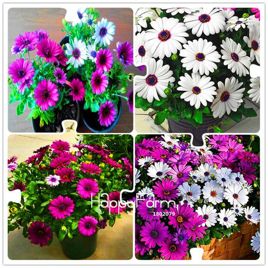 African Blue Eyed Daisy Seeds - Osteospermum Mix for Garden, Bonsai & Outdoor Planting | Fast-Growing Flower Seeds