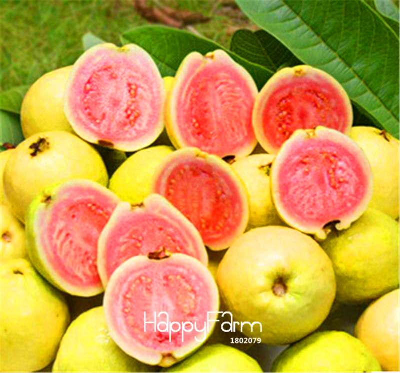 Guava Seeds for Planting - Grow Fruit Trees in Pots, Balcony & Patio - Fresh Psidium Seeds for Home Garden