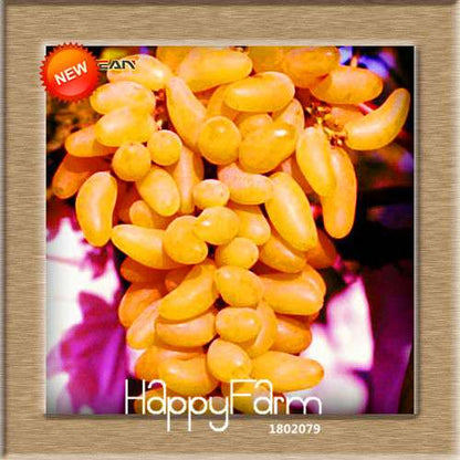 Grape Seeds - 12 Varieties, Sweet Kyoho, Natural Growth for Home Gardening | Premium Fruit Seeds