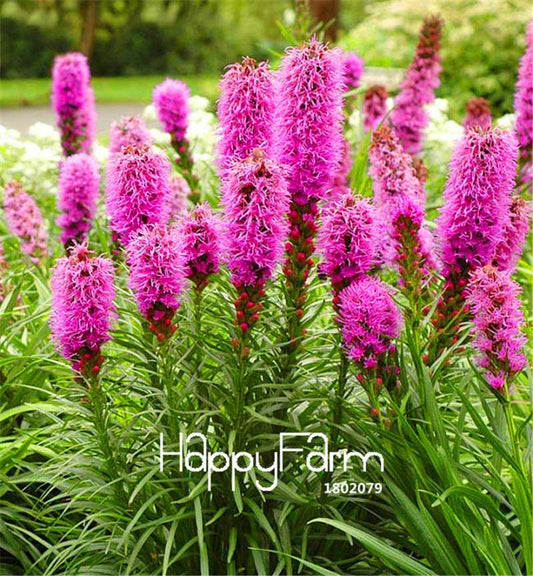 Liatris Spicata Seeds - Rare Flamingo Cockscomb Bonsai Plant for Garden | Ornamental Flower Seeds Pack