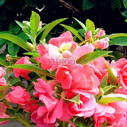 Bonsai Impatiens Seeds - Touch-Me-Not Flower Seeds for Home & Garden Planting - Easy Grow Bonsai Plants