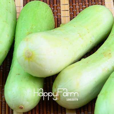 Organic Green Cucumber Seeds - Rare, Delicious, Non-GMO - for Home Garden