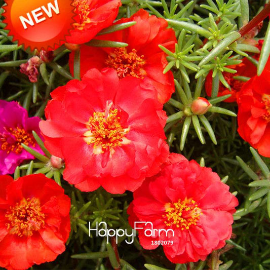 Red Portulaca Seeds - Balcony Potted Flowers, Purslane Scutellaria Barbata, Easy-Grow Plant Seeds